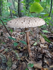 Macrolepiota procera