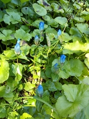 Gentiana platypetala