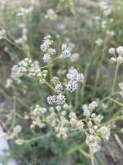 Florestina tripteris