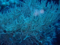 Melithaea rubrinodis