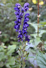 Aconitum napellus