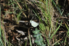 Dismorphiinae
