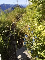 Gentiana platypetala