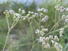 Florestina tripteris
