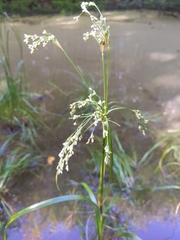 Scirpus cyperinus