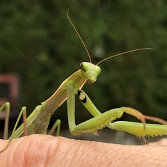 Mantis religiosa