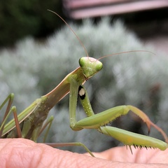 Mantis religiosa