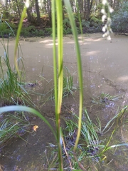 Scirpus cyperinus
