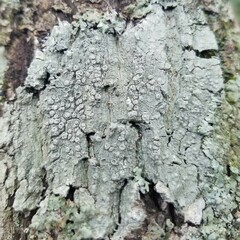 Pertusaria