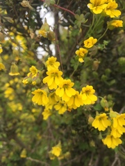 Tropaeolum brachyceras