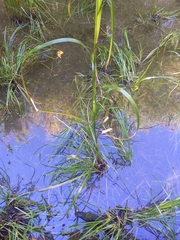 Scirpus cyperinus