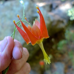 Aquilegia eximia