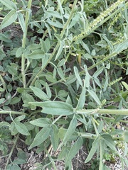 Florestina tripteris