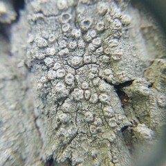 Pertusaria