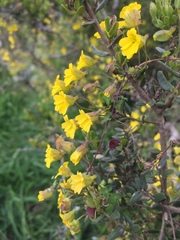Tropaeolum brachyceras