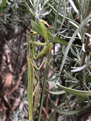 Mantis religiosa