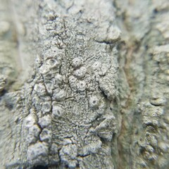 Pertusaria