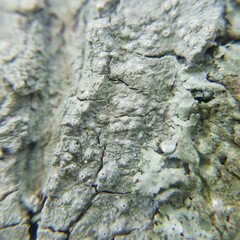 Pertusaria