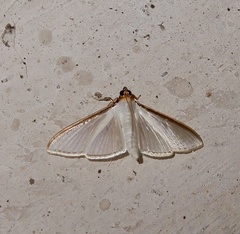 Cydalima laticostalis