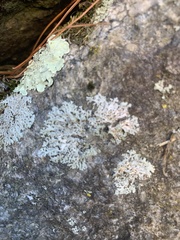 Xanthoparmelia cumberlandia