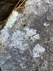 Xanthoparmelia cumberlandia