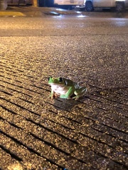 Agalychnis dacnicolor