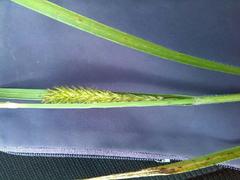 Carex atherodes