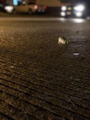 Agalychnis dacnicolor