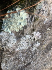 Xanthoparmelia cumberlandia