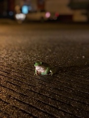 Agalychnis dacnicolor