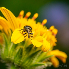 Haplorhynchites quadripennis