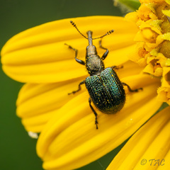 Haplorhynchites quadripennis