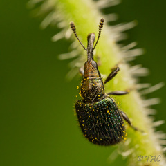 Haplorhynchites quadripennis