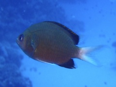 Chromis pembae