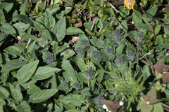 Ajuga
