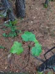 Ribes ciliatum