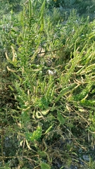 Polanisia dodecandra