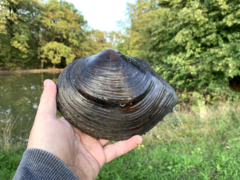 Sinanodonta woodiana