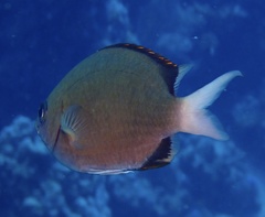 Chromis pembae