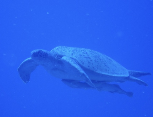 Green Sea Turtle — seen at this dive site