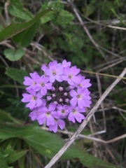 Glandularia laciniata