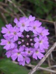 Glandularia laciniata
