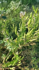 Polanisia dodecandra