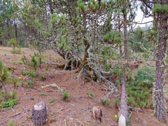 Pinus hartwegii