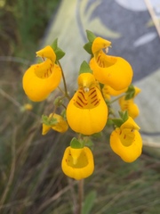 Calceolaria corymbosa