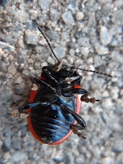 Chrysolina kuesteri