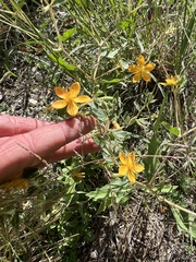 Mentzelia oligosperma