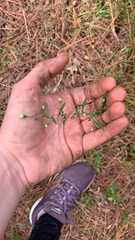 Symphyotrichum pilosum pilosum
