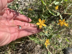 Mentzelia oligosperma