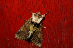 Allophyes oxyacanthae